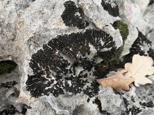 Lathagrium cristatum (L.) Otálora, P.M.Jørg. & Wedin