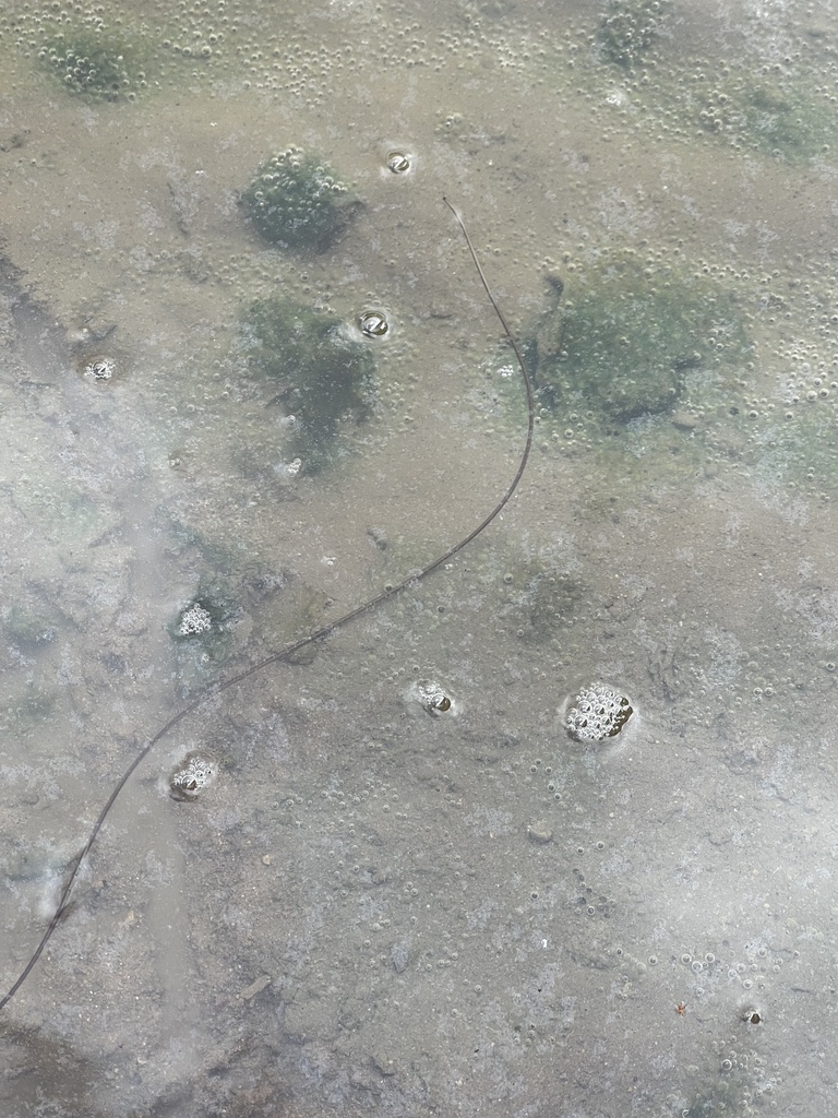 Horsehair Worms from Spring Canyon Road, San Diego, CA, US on January 10, 2024 at 1120 AM by