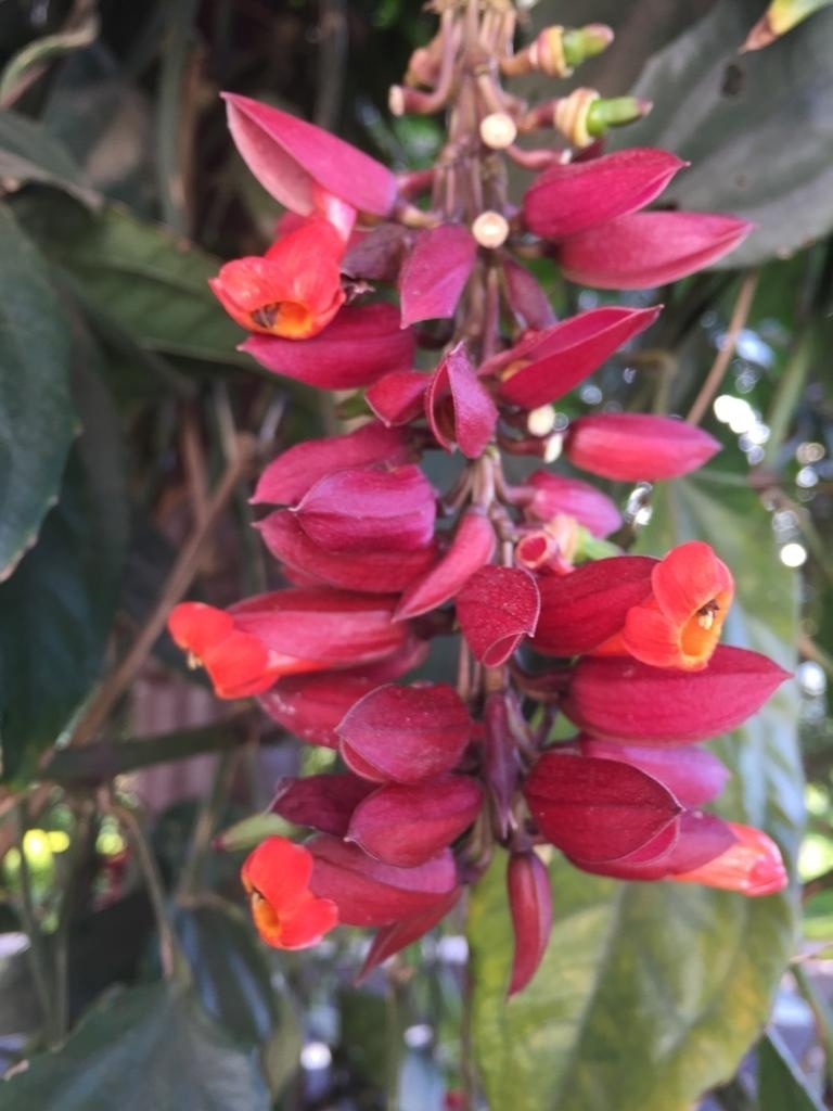 Cát đằng đỏ (Thunbergia coccinea)