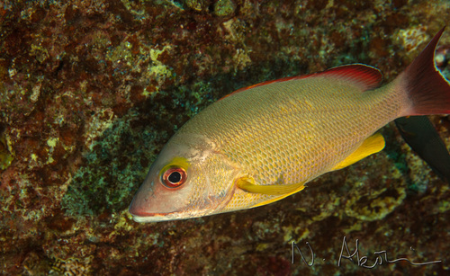 Blacktail Snapper