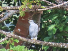 Buteo nitidus image