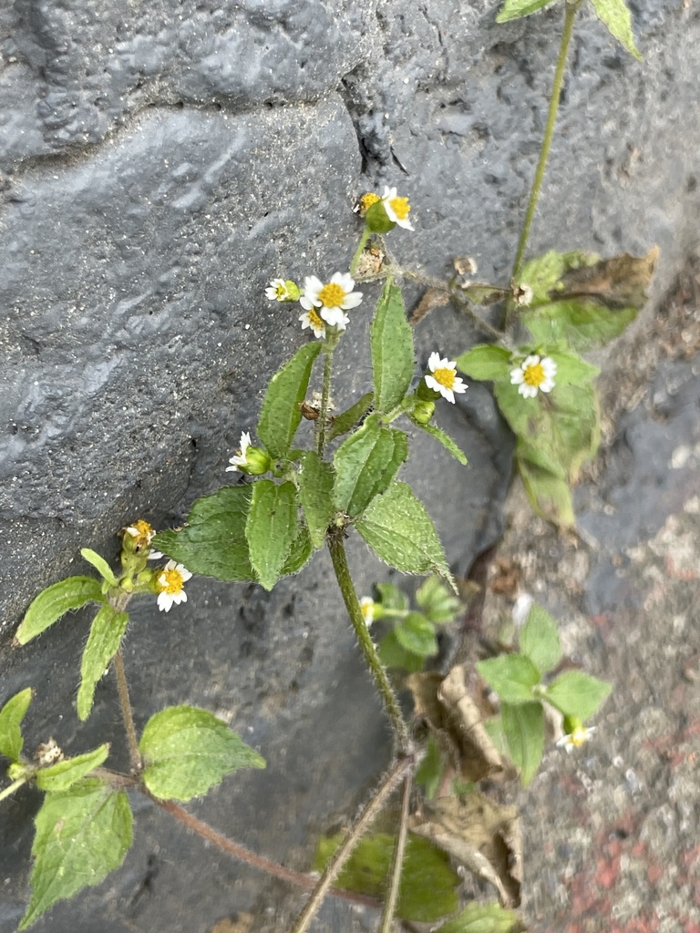 galinsogas in October 2023 by mason d. · iNaturalist Canada