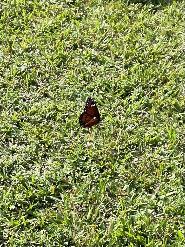 Viceroy In January 2024 By Fen S INaturalist   Large 