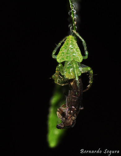 Genus Gnolus · iNaturalist
