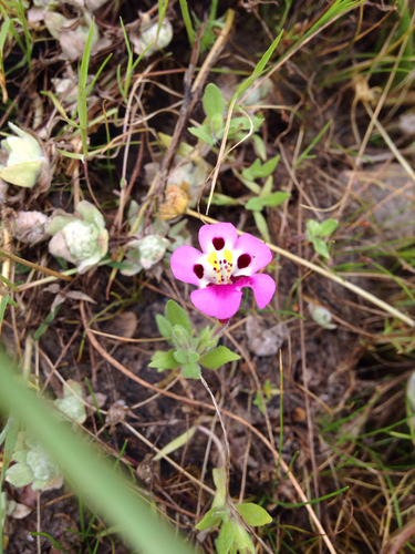 iNaturalist observation photo of tricolor monkeyflower