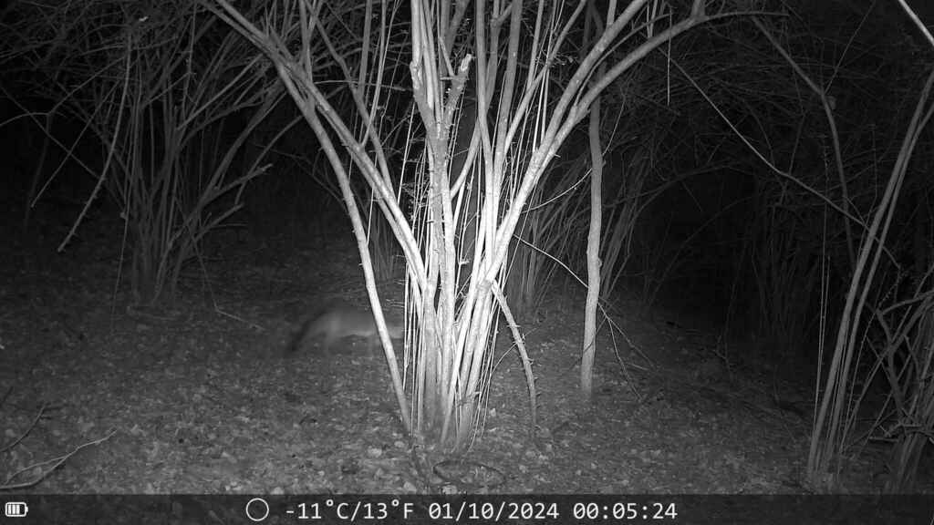 Gray Fox In January 2024 By Tadamcochran INaturalist   Large 