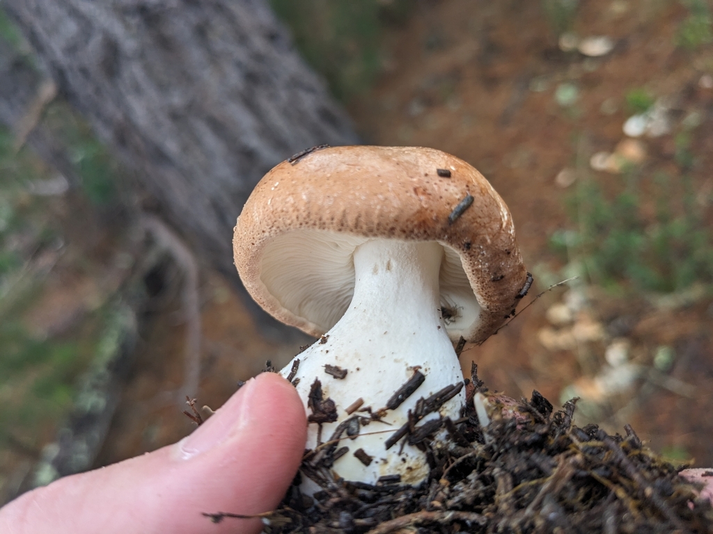Common Gilled Mushrooms and Allies from CarmelByTheSea, CA 93923