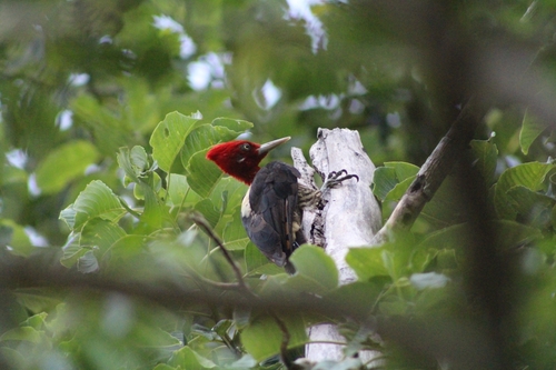 Robust Woodpecker