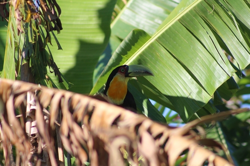 Red-breasted Toucan