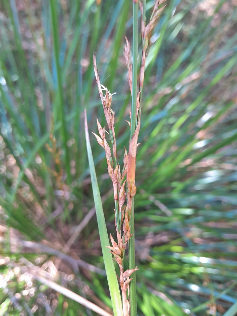 variable sword-sedge from Chatswood, Auckland 0626, New Zealand on ...