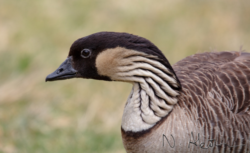 Hawaiian Goose