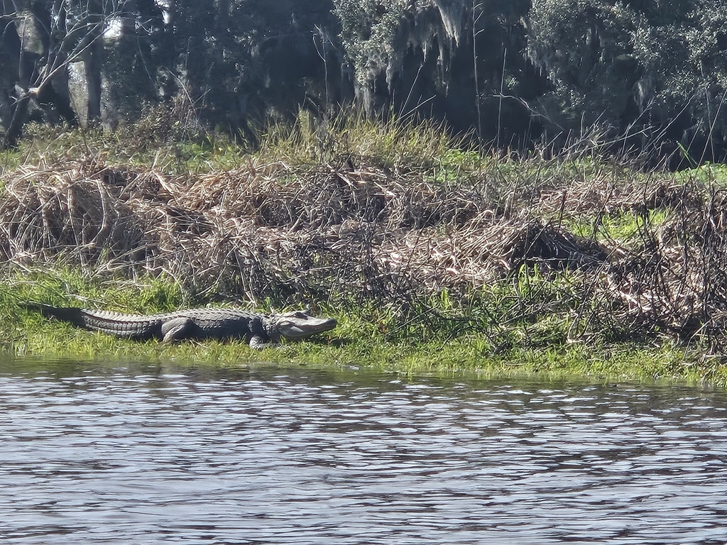 American Alligator from Sarasota, FL 34241, USA on January 10, 2024 at ...