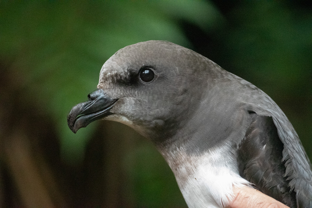 Magenta Petrel photo