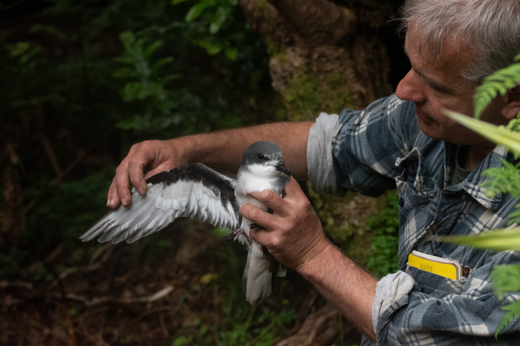 Chatham Islands Petrel photo