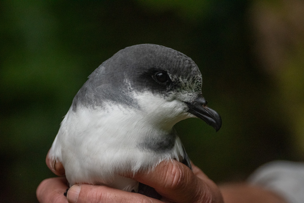 Chatham Islands Petrel (Pterodroma axillaris) photo