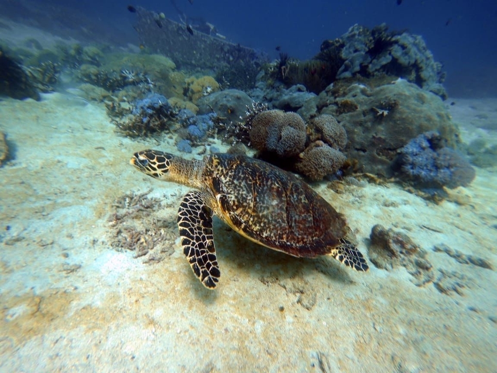 Hawksbill Sea Turtle In January 2024 By Fritz Kohle INaturalist   Large 