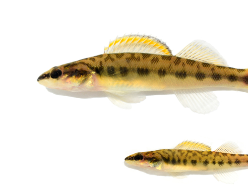 Slenderhead Darter