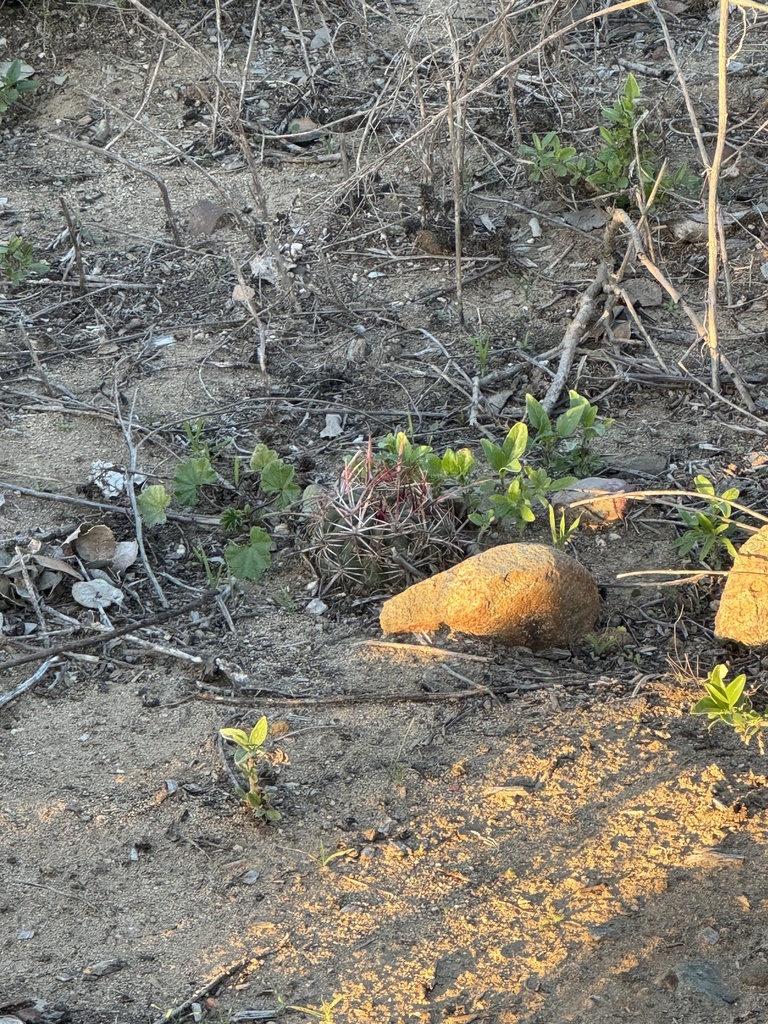 Coast Barrel Cactus In January 2024 By KGA INaturalist   Large 