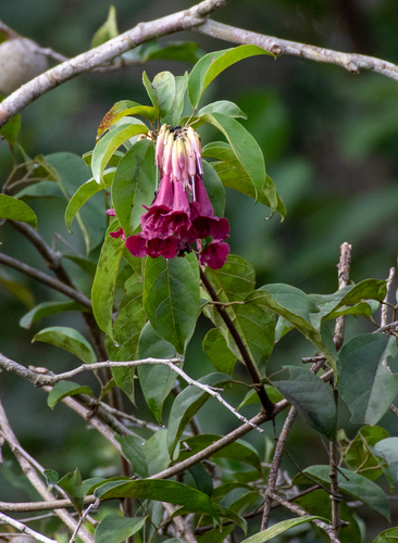 Fridericia japurensis