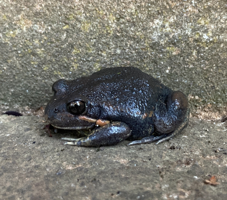 Eastern Banjo Frog from El Paso Pl, Orange, NSW, AU on January 3, 2024 ...