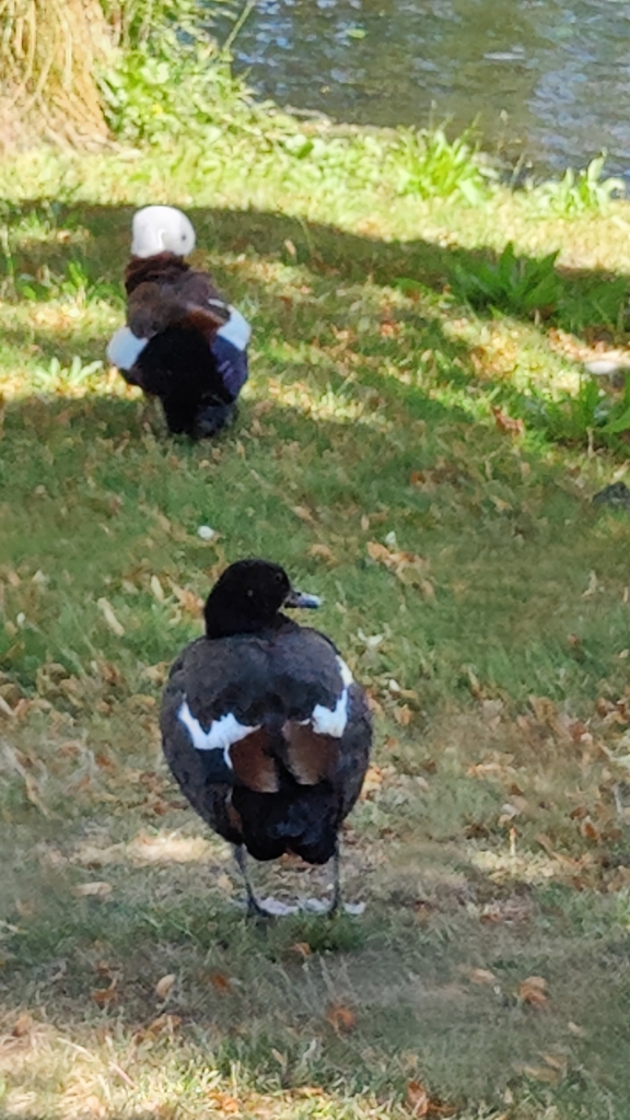 Paradise Shelduck from Christchurch Central City, Christchurch, New