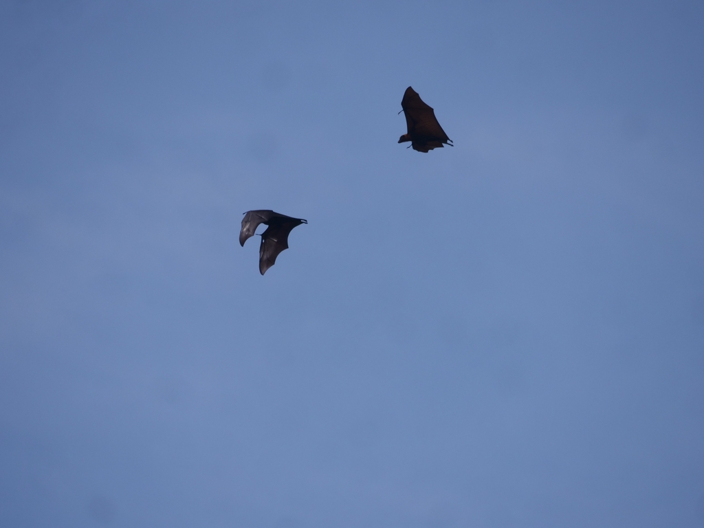 Large Flying Fox In January 2024 By Lvaro Luna INaturalist   Large 