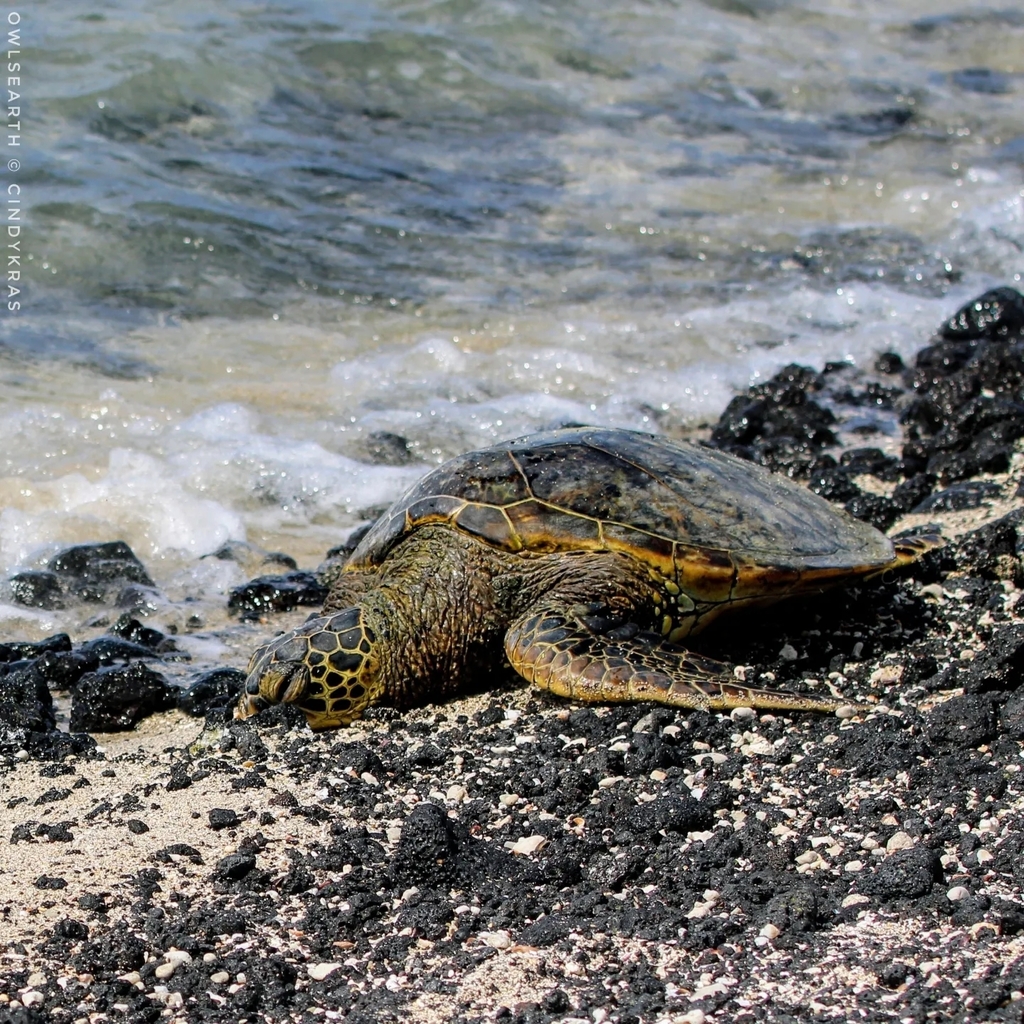 Green Sea Turtle in January 2021 by Cindy Krasniewicz. 3 of 3 together ...