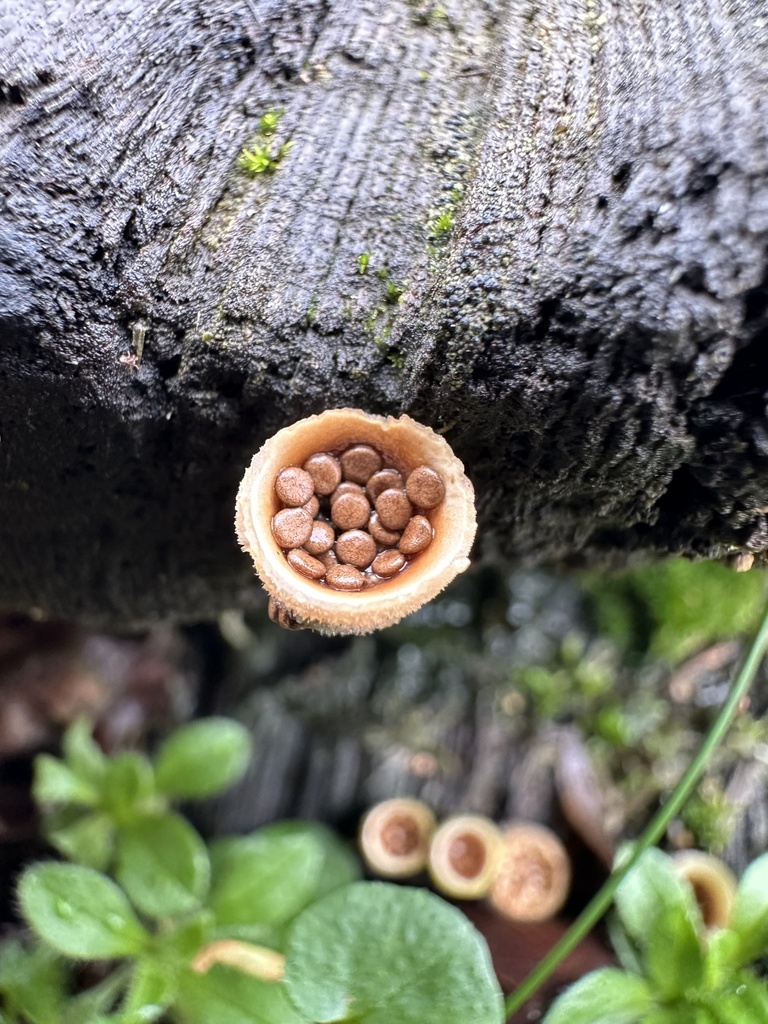 woolly bird's nest fungus from 158th Ave, Lakebay, WA, US on January 10