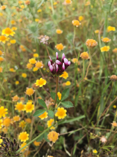 iNaturalist observation photo of white-tipped clover