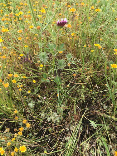 iNaturalist observation photo of white-tipped clover