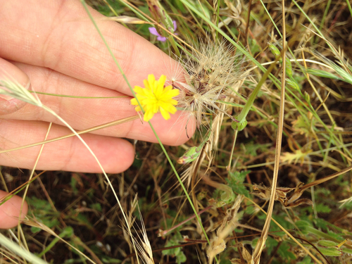 iNaturalist observation photo of Smooth Cat's Ear