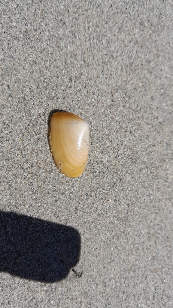 Elongate wedge shell in January 2024 by Jenny · iNaturalist