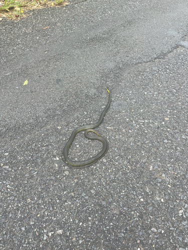 Common Tree Snake sighting