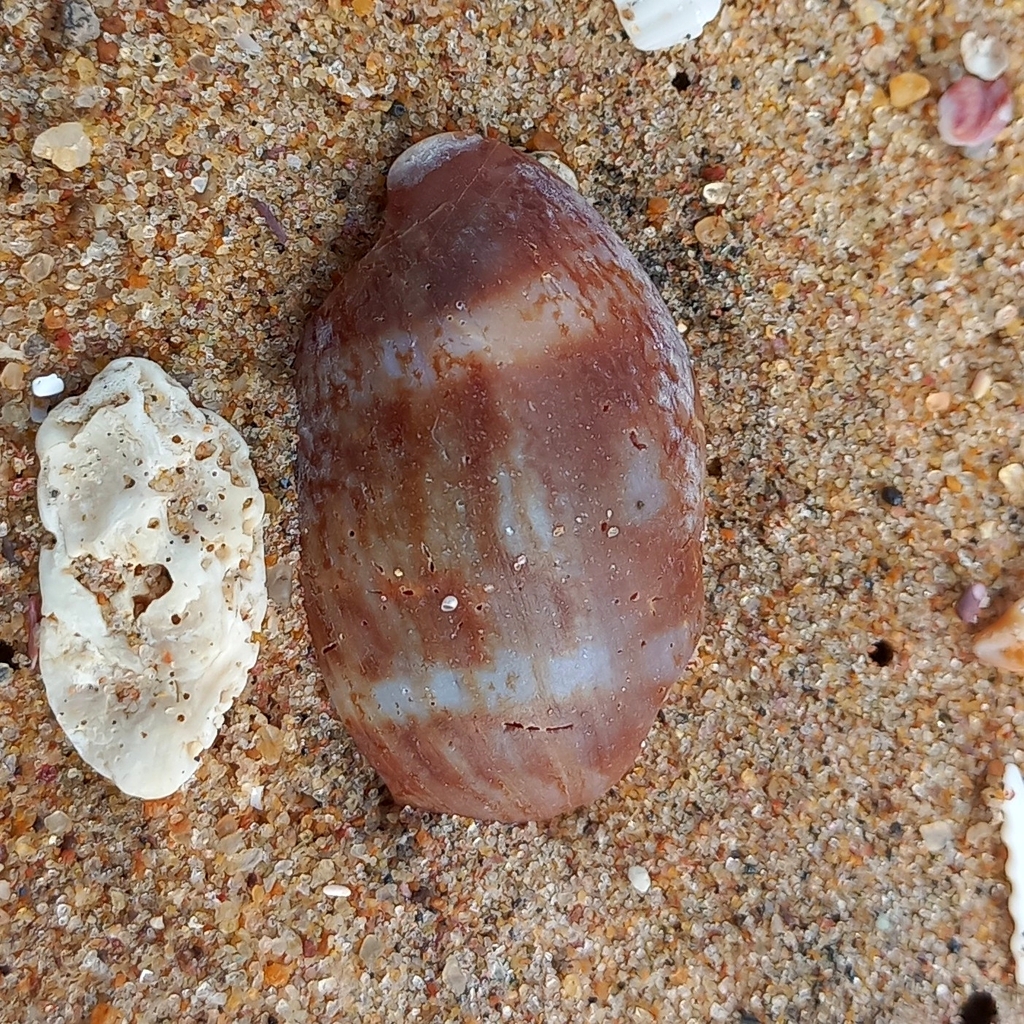 Arabian Cowry from Thotlakonda Beach on January 3, 2024 at 12:49 PM by ...