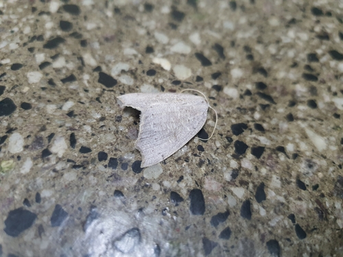 Digonis alba