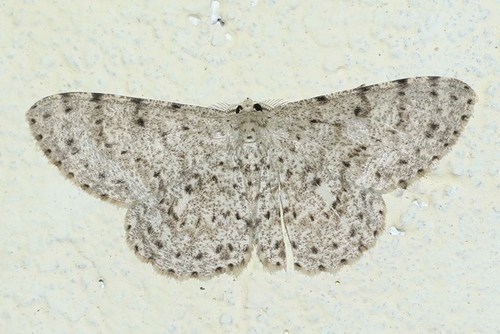 Catoria sublavaria (Guenée, 1857)