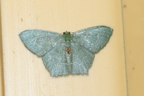 Hemithea marina (Butler, 1878)