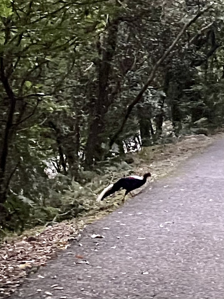 Swinhoe S Pheasant In January 2024 By INaturalist   Large 