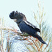 Red-tailed Black-Cockatoo - Photo (c) surfap, all rights reserved, uploaded by surfap