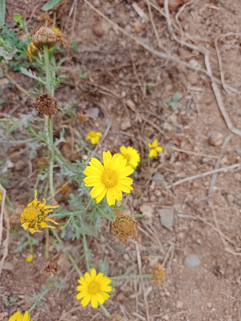 Corn Marigold from San Antonio, CLVS, CL on January 11, 2024 at 1024