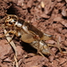 Eugryllodes pipiens - Photo (c) Robin Duborget, all rights reserved, uploaded by Robin Duborget