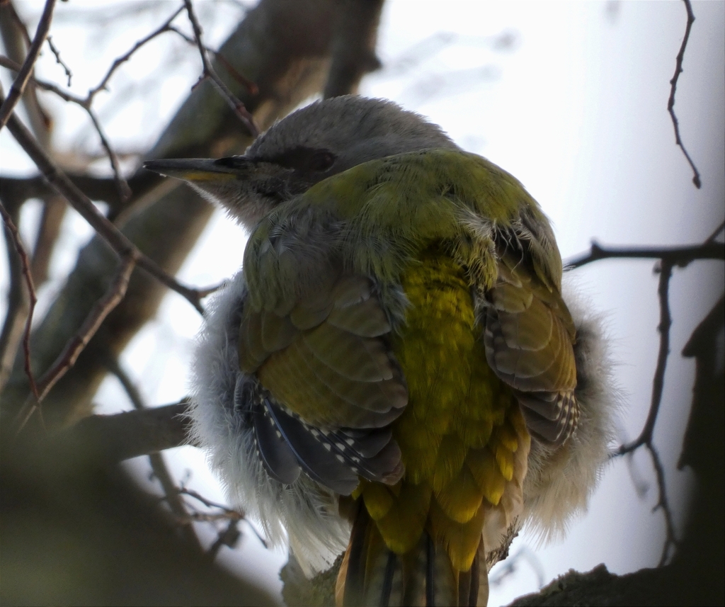 Grey Headed Woodpecker In January 2024 By TAT INaturalist   Large 