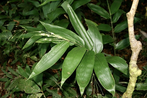 Olyra caudata