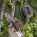 Yucatán Squirrel - Photo (c) Mason Maron, all rights reserved, uploaded by Mason Maron