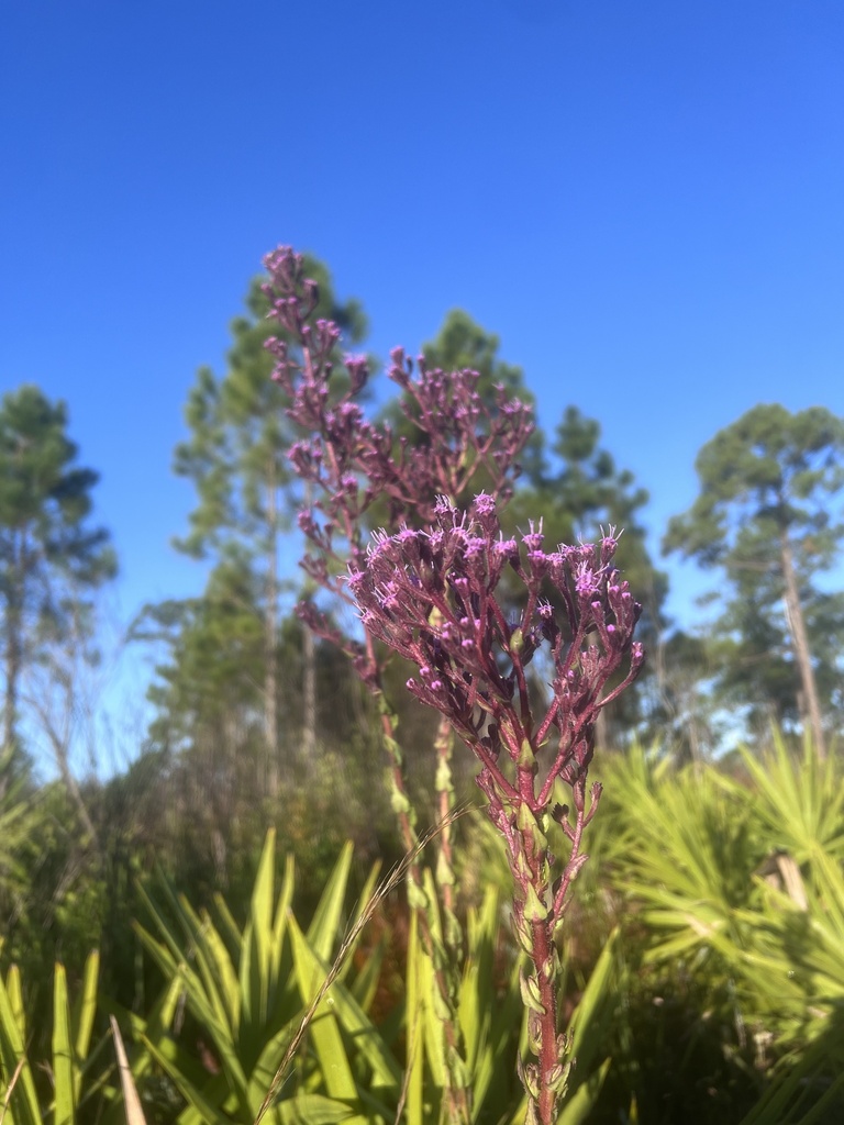 Hairy Chaffhead from Babson Park, FL, US on October 25, 2023 at 0827