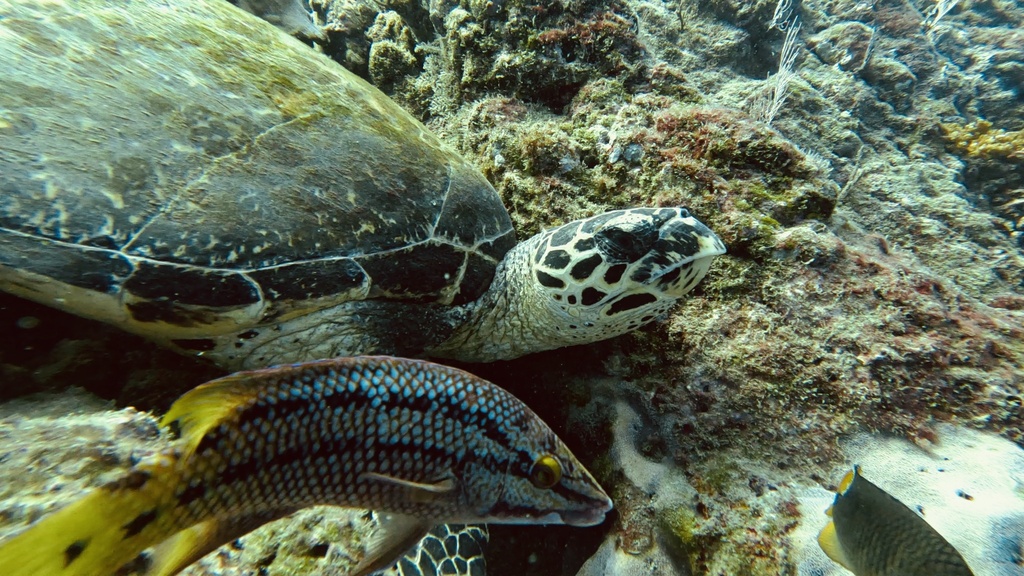 Hawksbill Sea Turtle In January 2024 By Jennifer Wright INaturalist   Large 