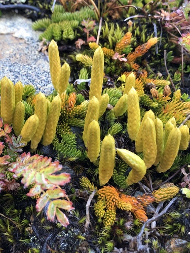 Austrolycopodium