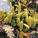 Austrolycopodium - Photo (c) Lindblad Expeditions, all rights reserved, uploaded by Lindblad Expeditions