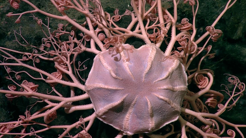 Common basket star (NorthEast Pacific Deep Exploration Project (a MLNEP ...