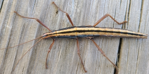 Southern Two-striped Walkingstick